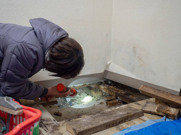 Best Emergency Mold Remediation  in Gunbarrel, CO