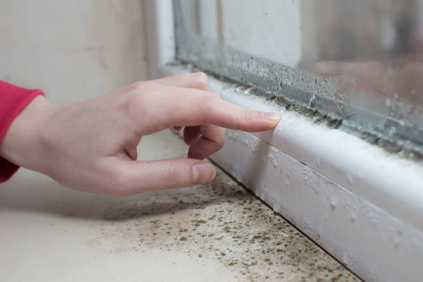Best Black Mold Removal  in Gunbarrel, CO
