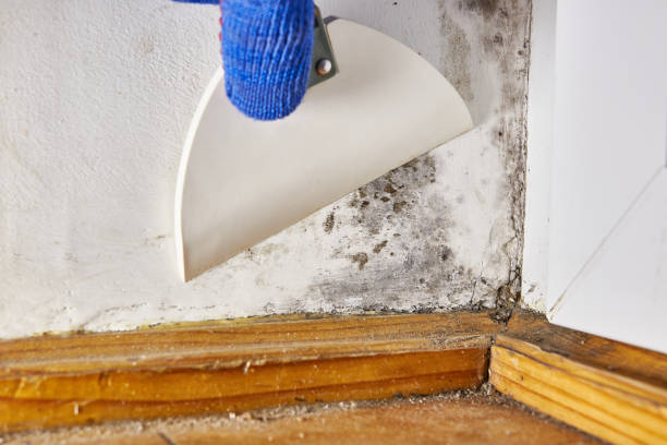Best HVAC Mold Inspection and Cleaning  in Gunbarrel, CO